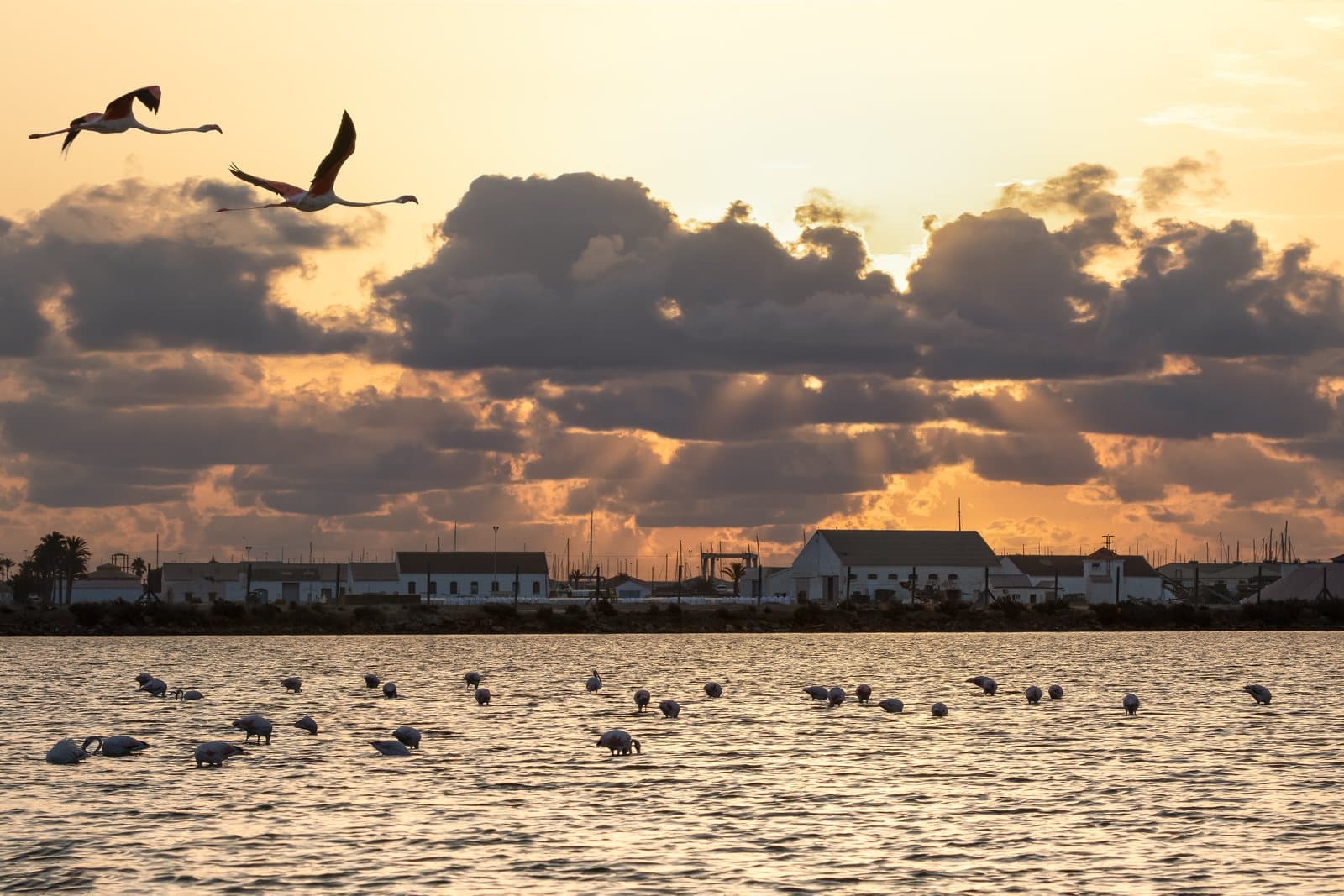 Flamingo's boven de zoutmeren bij San Pedro del Pinatar